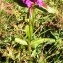  Alain Bigou - Dianthus barbatus subsp. barbatus