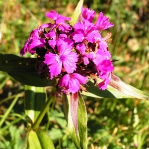  - Dianthus barbatus subsp. barbatus