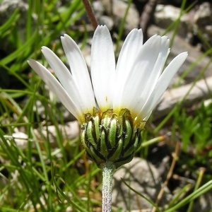  - Leucanthemopsis alpina subsp. minima (Vill.) Holub [1977]
