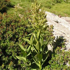  - Veratrum album subsp. lobelianum (Bernh.) K.Richt. [1890]