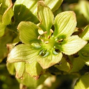  - Veratrum album subsp. lobelianum (Bernh.) K.Richt. [1890]