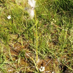 Photographie n°117139 du taxon Eriophorum angustifolium Honck. [1782]