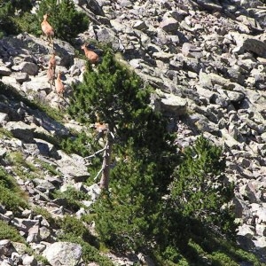 Photographie n°117147 du taxon Pinus mugo subsp. uncinata (Ramond ex DC.) Domin [1936]
