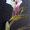  Bertrand BUI - Chaenorhinum rubrifolium (Robill. & Castagne ex DC.) Fourr. [1869]