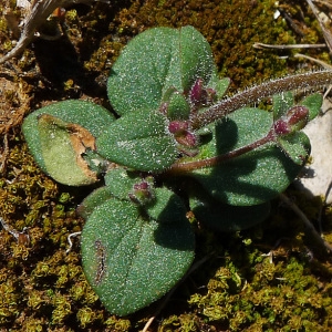 Photographie n°117163 du taxon Chaenorhinum rubrifolium (Robill. & Castagne ex DC.) Fourr. [1869]