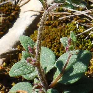 Photographie n°117164 du taxon Chaenorhinum rubrifolium (Robill. & Castagne ex DC.) Fourr. [1869]