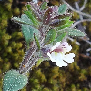 Chaenorhinum rubrifolium (Robill. & Castagne ex DC.) Fourr. (Linaire à feuilles rougeâtres)