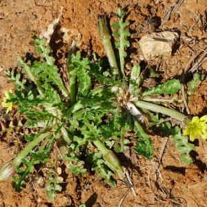 Photographie n°117170 du taxon Hyoseris scabra L. [1753]