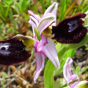 Ophrys bertolonii Moretti (Ophrys aurélien)