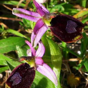 Photographie n°117172 du taxon Ophrys bertolonii Moretti [1823]