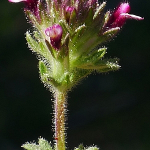 Parentucellia latifolia (L.) Caruel (Eufragie à larges feuilles)