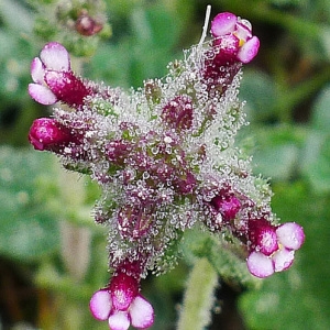 Photographie n°117180 du taxon Parentucellia latifolia (L.) Caruel