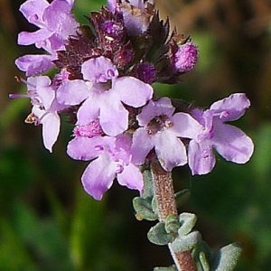 Thymus vulgaris L. (Farigoule)