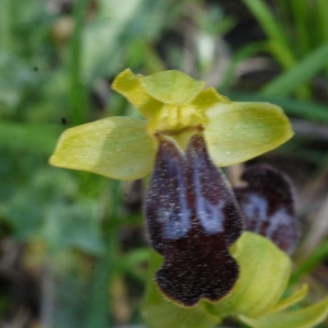 Photographie n°117187 du taxon Ophrys bilunulata Risso [1844]
