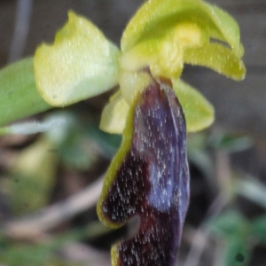  - Ophrys bilunulata Risso [1844]