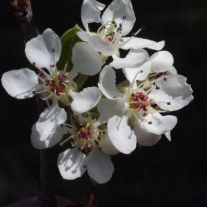 Photographie n°117204 du taxon Pyrus amygdaliformis Vill. [1807]