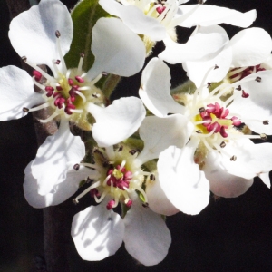 Photographie n°117205 du taxon Pyrus amygdaliformis Vill. [1807]