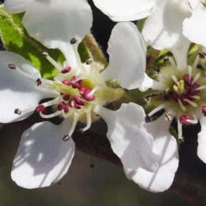 Pyrus amygdaliformis var. oblongifolia (Spach) Nyman (Poirier à feuilles d'amandier)