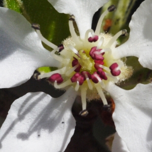 Photographie n°117207 du taxon Pyrus amygdaliformis Vill. [1807]