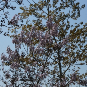 Photographie n°117209 du taxon Paulownia tomentosa (Thunb.) Steud. [1841]