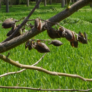 Photographie n°117212 du taxon Paulownia tomentosa (Thunb.) Steud. [1841]