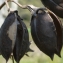  Liliane Roubaudi - Paulownia tomentosa (Thunb.) Steud. [1841]