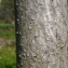  Liliane Roubaudi - Paulownia tomentosa (Thunb.) Steud. [1841]