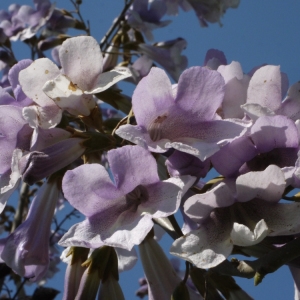 Photographie n°117220 du taxon Paulownia tomentosa (Thunb.) Steud. [1841]