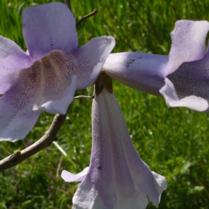 Photographie n°117221 du taxon Paulownia tomentosa (Thunb.) Steud. [1841]