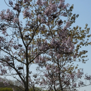 Photographie n°117224 du taxon Paulownia tomentosa (Thunb.) Steud. [1841]