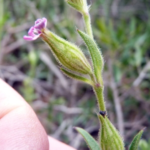 Photographie n°117236 du taxon Silene neglecta Ten. [1826]