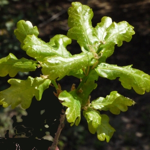 Photographie n°117254 du taxon Quercus robur L. [1753]