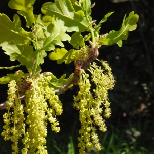 Quercus fructipendula Schrank (Chêne pédonculé)