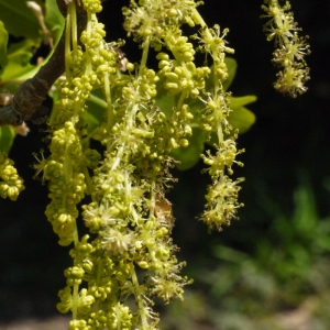 Photographie n°117256 du taxon Quercus robur L. [1753]