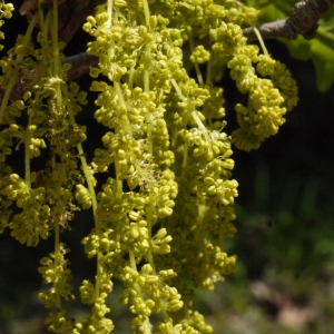 Photographie n°117257 du taxon Quercus robur L. [1753]