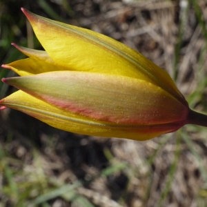 Photographie n°117270 du taxon Tulipa sylvestris subsp. australis (Link) Pamp. [1914]