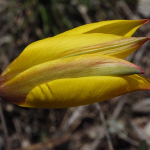 Photographie n°117271 du taxon Tulipa sylvestris subsp. australis (Link) Pamp. [1914]