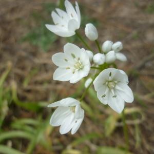 Photographie n°117279 du taxon Allium neapolitanum Cirillo [1788]