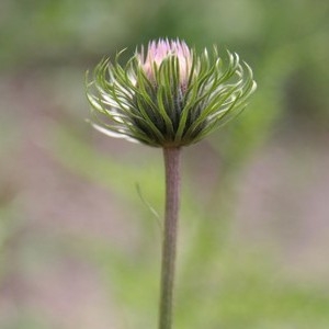 Photographie n°117283 du taxon Carduus defloratus L. [1759]