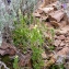  Emmanuel Stratmains - Centaurium maritimum (L.) Fritsch [1907]