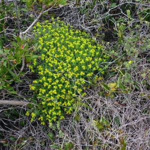 Photographie n°117314 du taxon Euphorbia spinosa L. [1753]