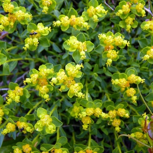 Photographie n°117316 du taxon Euphorbia spinosa L. [1753]