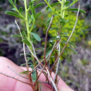 Photographie n°117318 du taxon Euphorbia spinosa L. [1753]