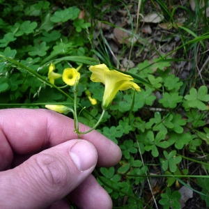 Photographie n°117338 du taxon Oxalis pes-caprae L. [1753]