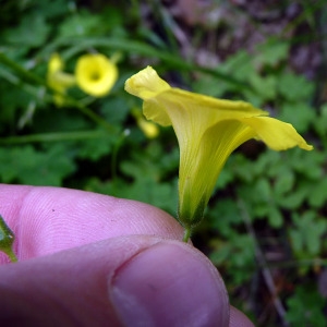 Photographie n°117339 du taxon Oxalis pes-caprae L. [1753]