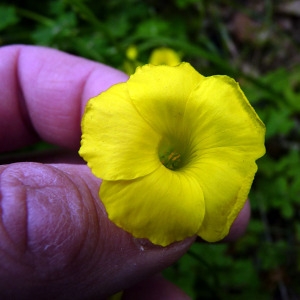 Photographie n°117340 du taxon Oxalis pes-caprae L. [1753]