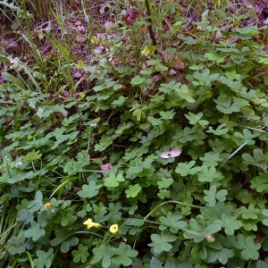 Photographie n°117341 du taxon Oxalis pes-caprae L. [1753]