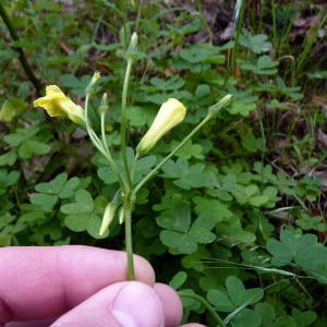 Photographie n°117343 du taxon Oxalis pes-caprae L. [1753]