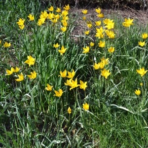 Photographie n°117360 du taxon Tulipa sylvestris L. [1753]