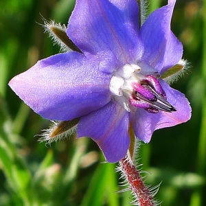 Photographie n°117367 du taxon Borago officinalis L. [1753]